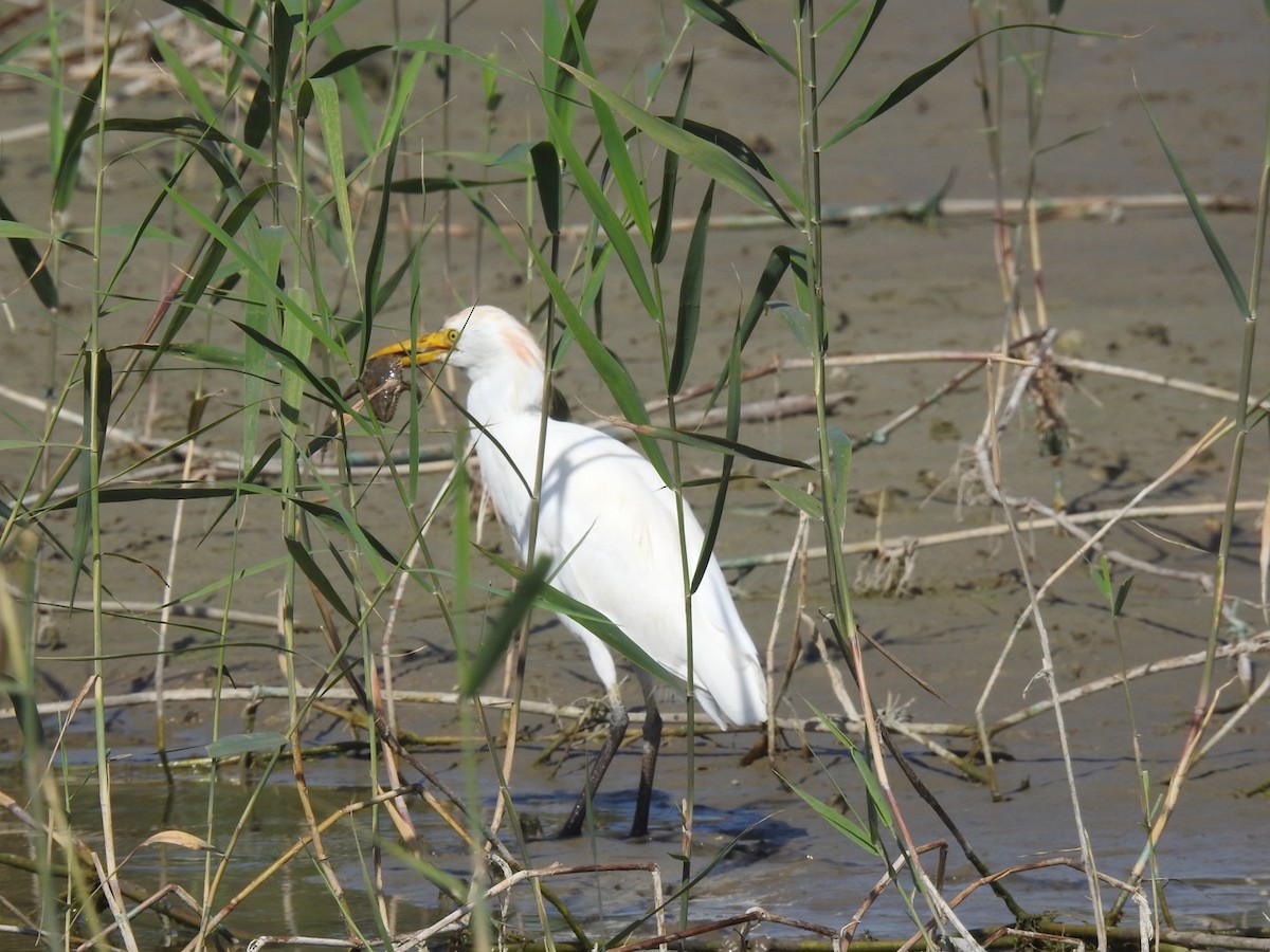 Western Cattle-Egret - ML642864589