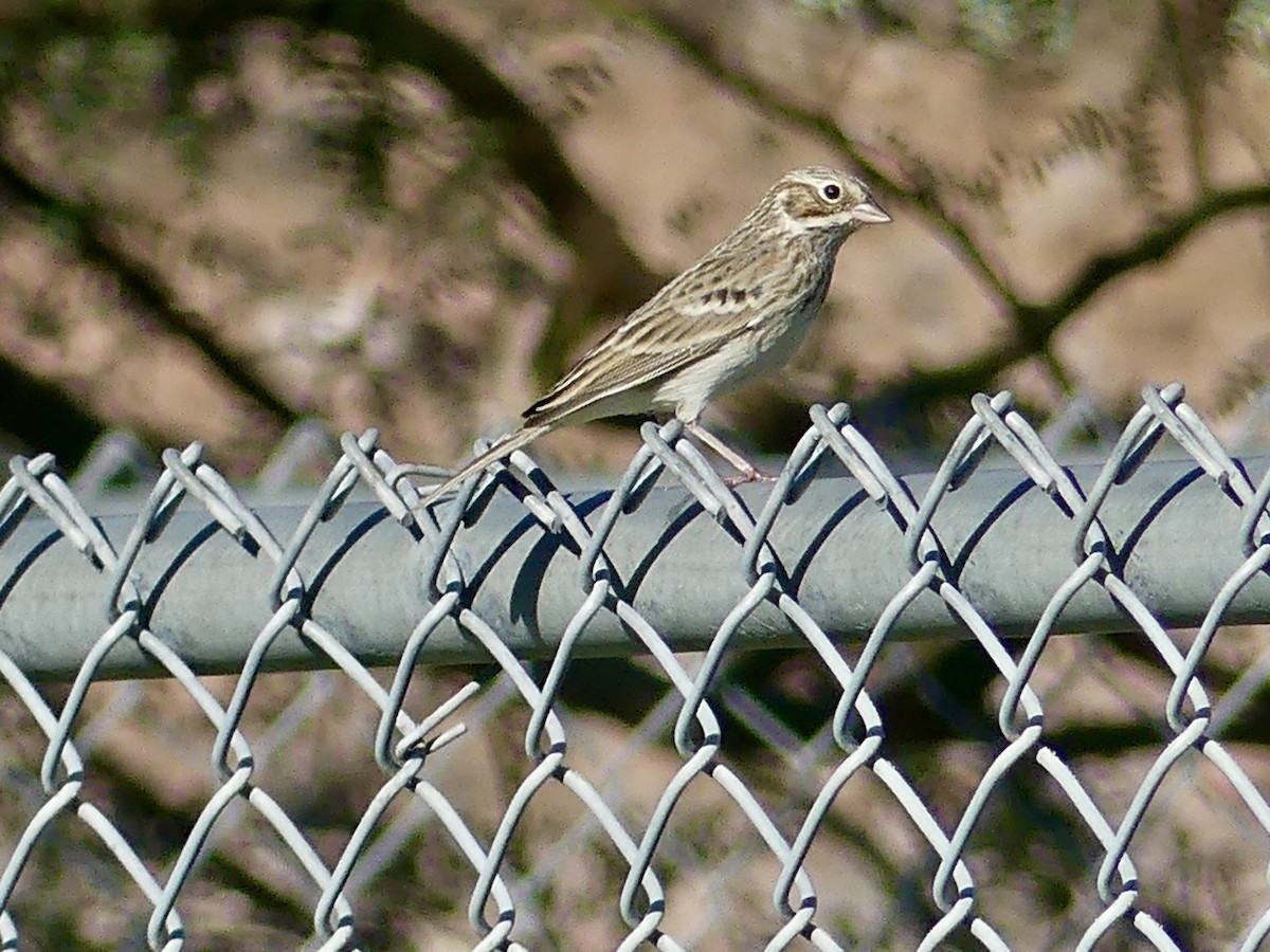 Vesper Sparrow - ML642864590