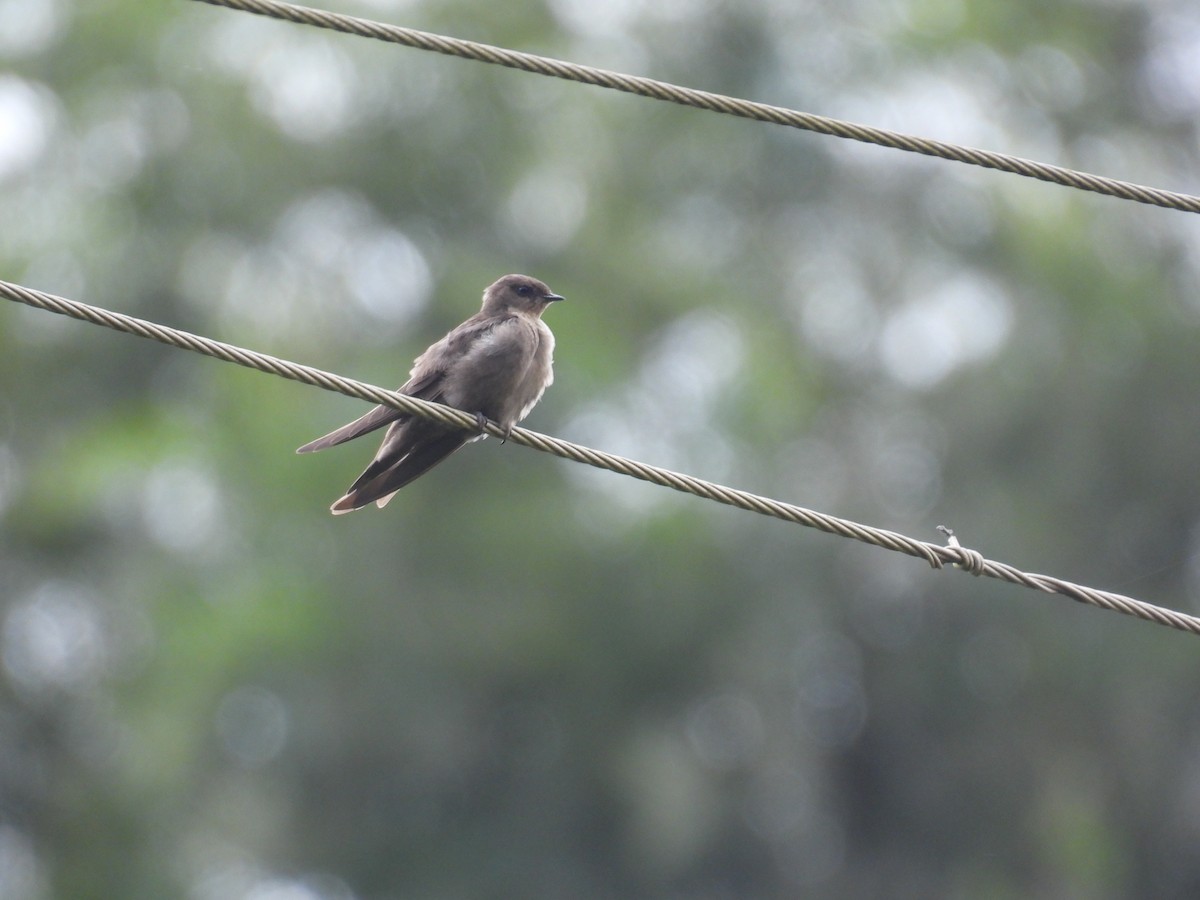Dusky Crag-Martin - ML642864593