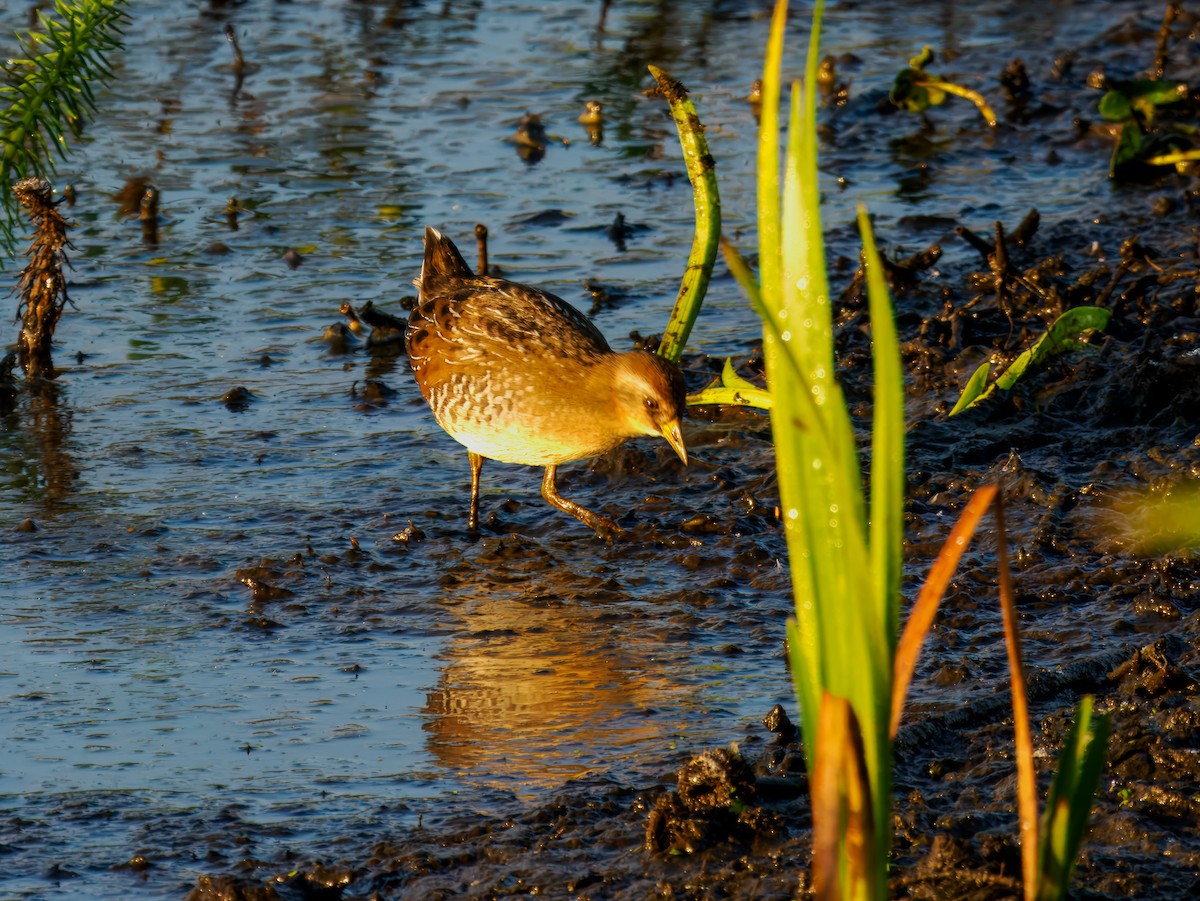 Sora - ML642864624