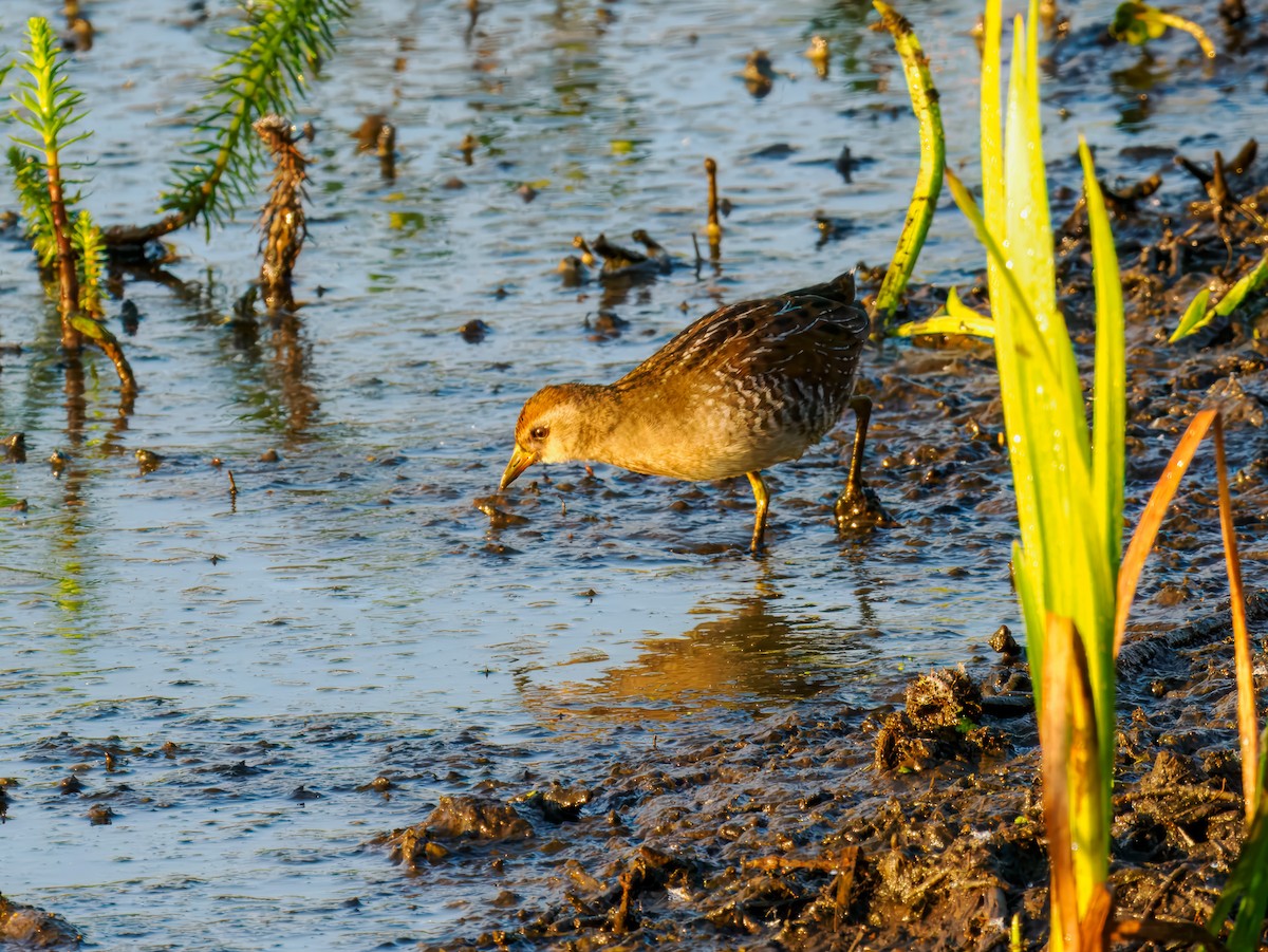 Sora - ML642864628