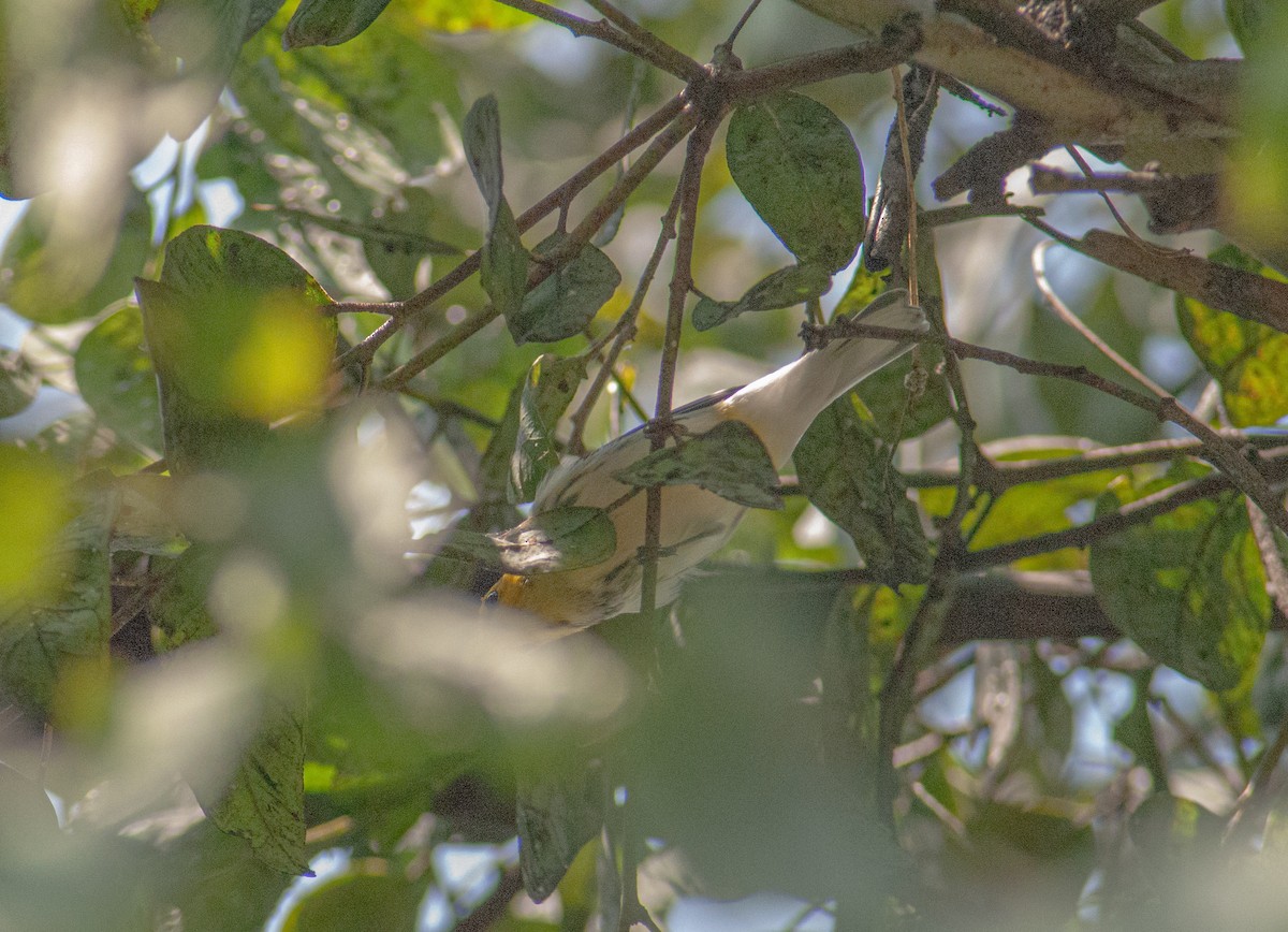 Black-throated Green Warbler - ML642864631