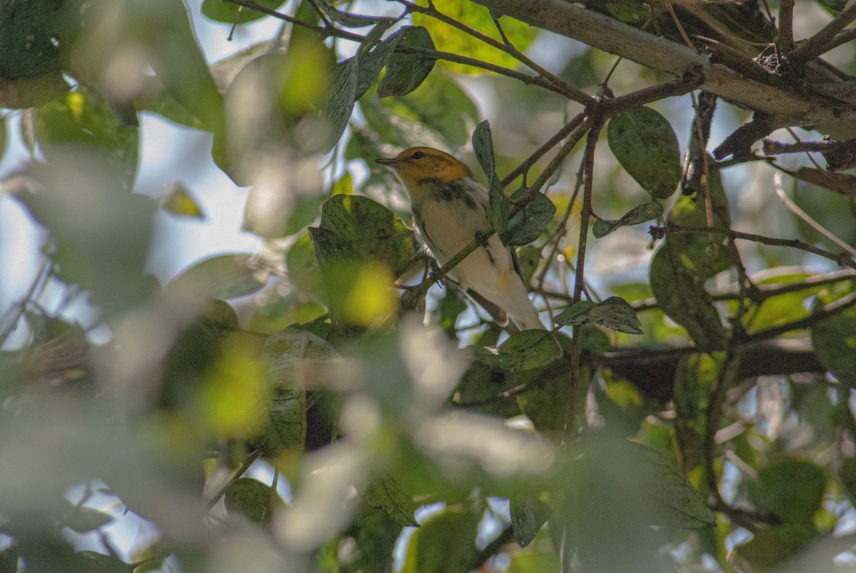 Black-throated Green Warbler - ML642864633