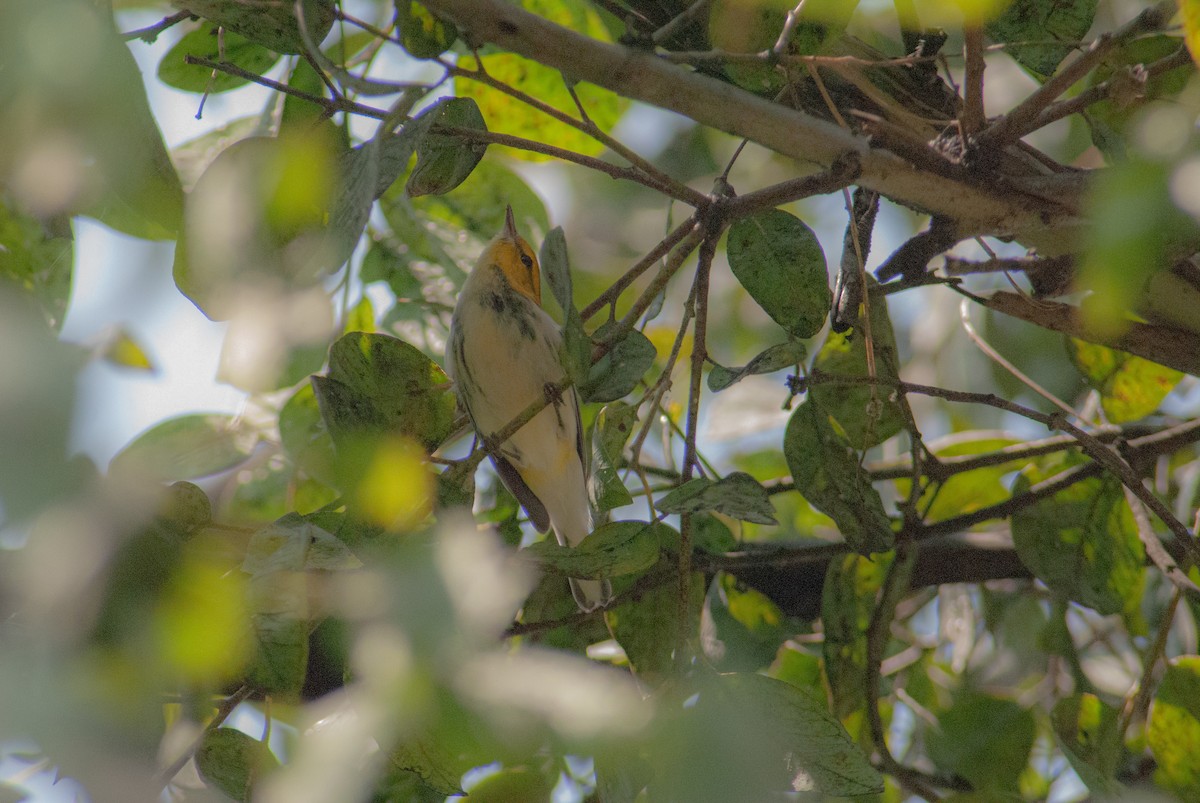 Black-throated Green Warbler - ML642864634
