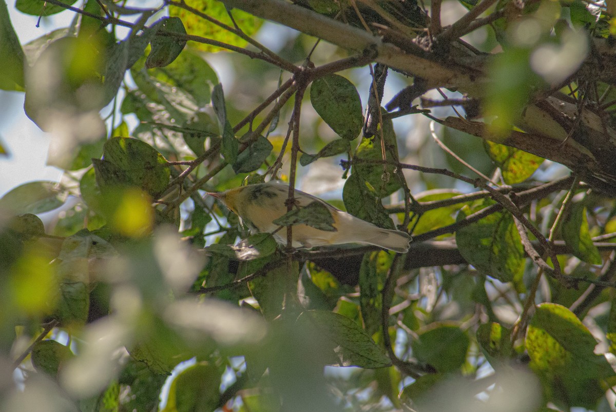 Black-throated Green Warbler - ML642864635