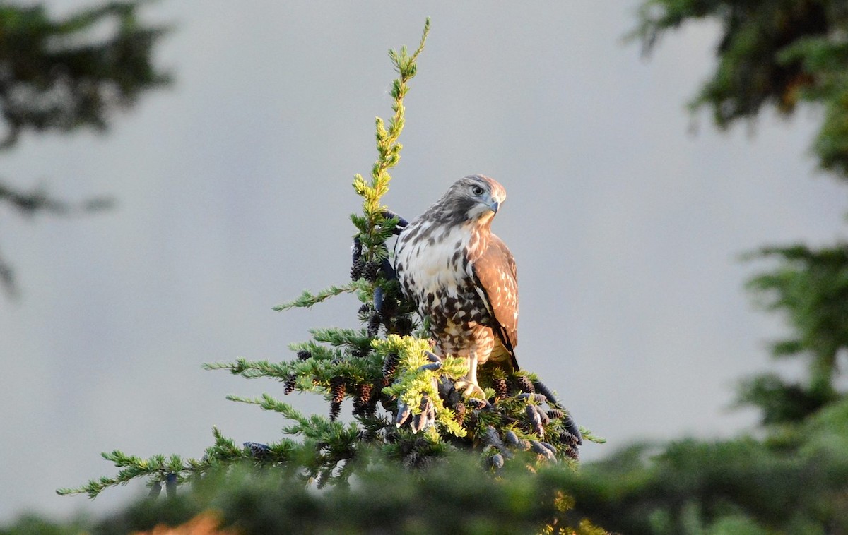 Red-tailed Hawk (calurus/abieticola) - ML642864640