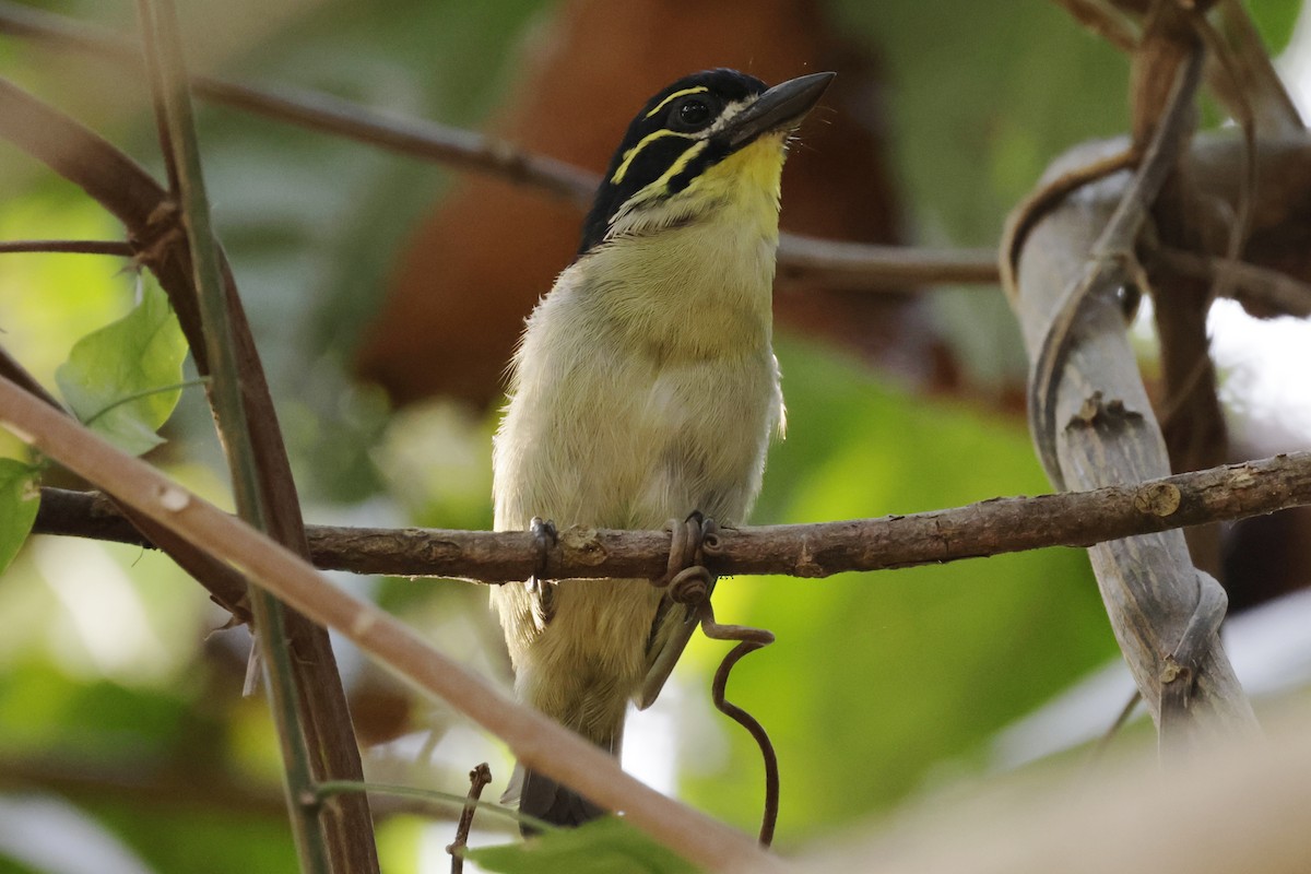 Red-rumped Tinkerbird - ML642864642