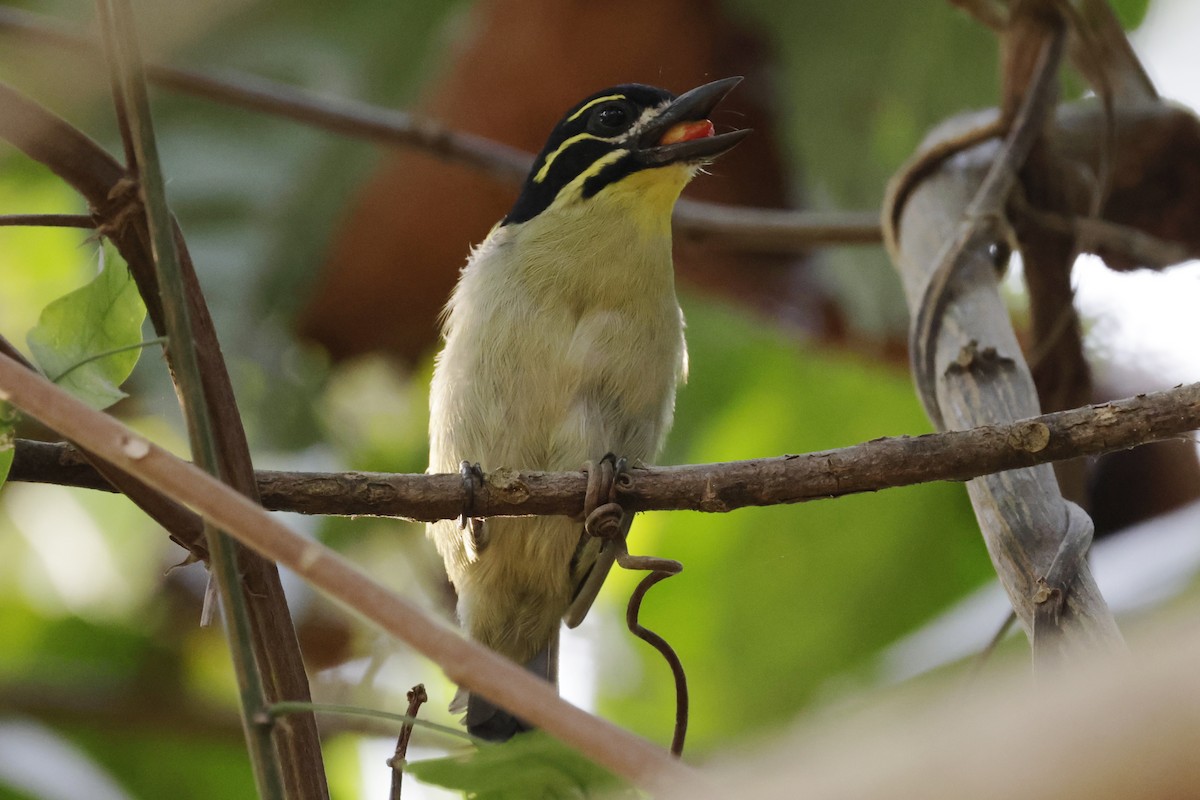 Red-rumped Tinkerbird - ML642864644
