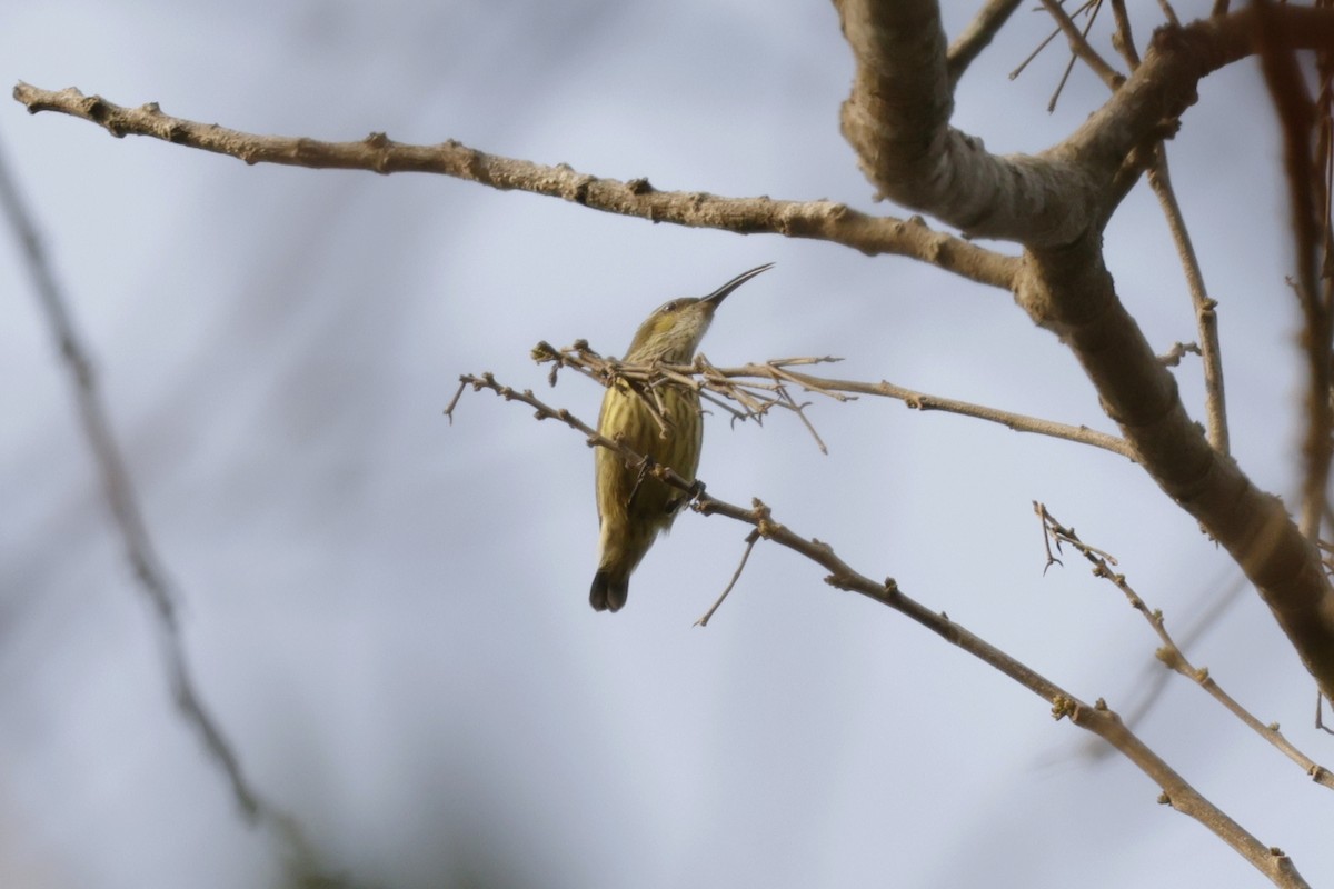 Johanna's Sunbird - ML642864654