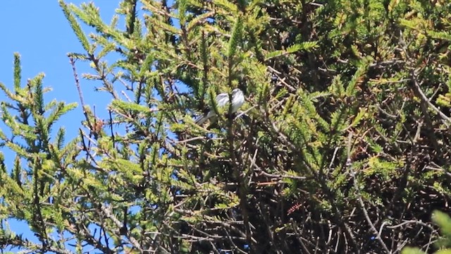 Траурная древесница - ML642864668