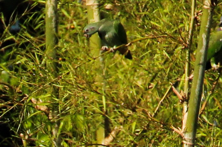 キボウシミドリインコ - ML642864669