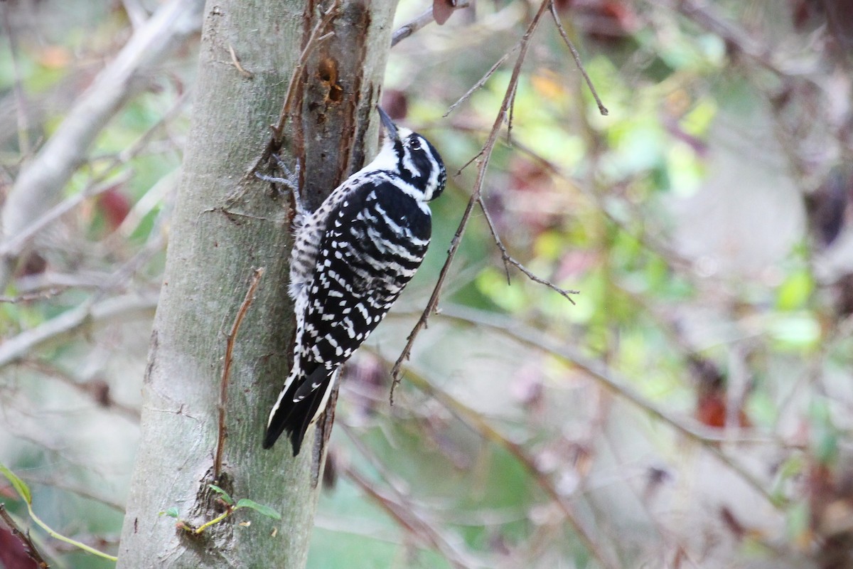 Nuttall's Woodpecker - ML642864698