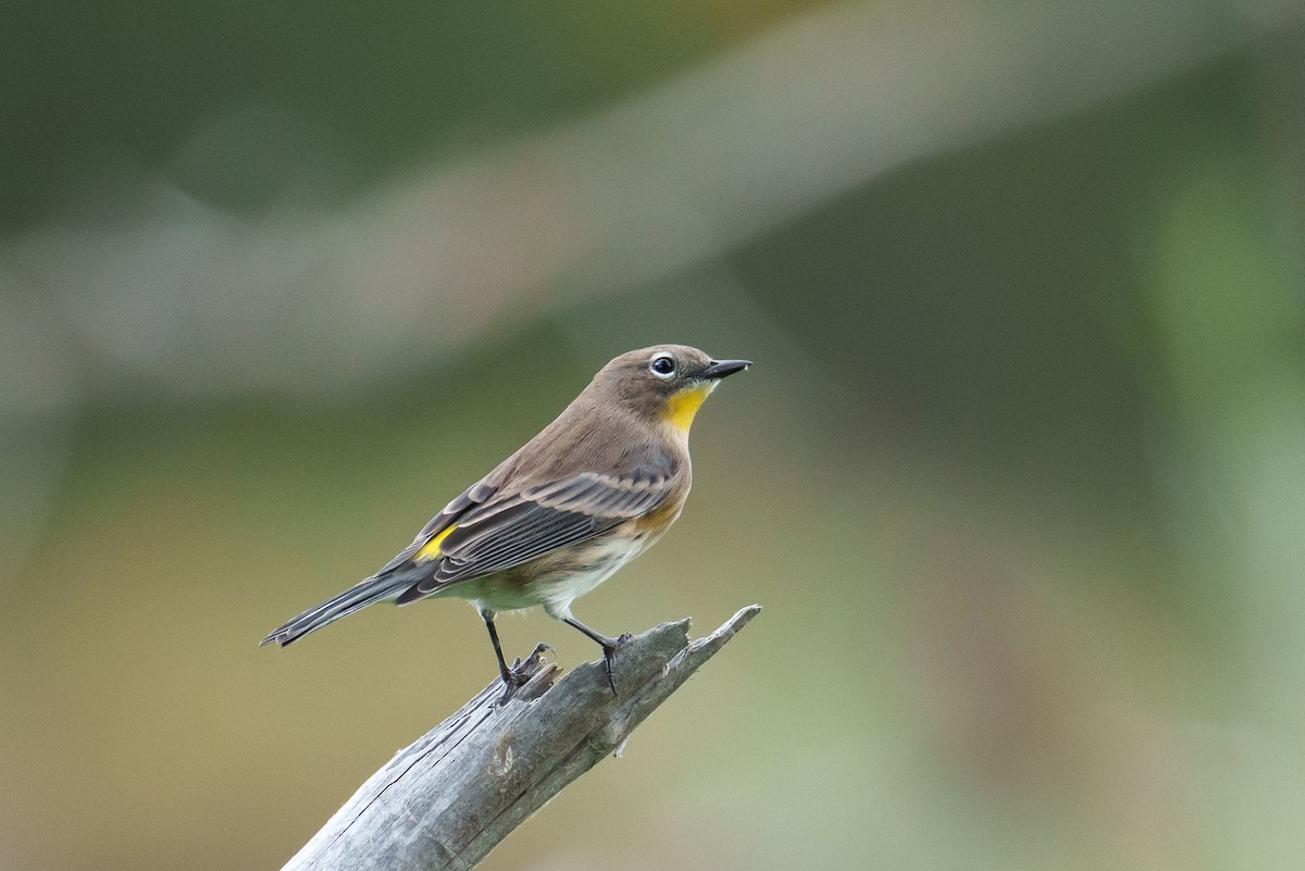 Yellow-rumped Warbler - ML642864706