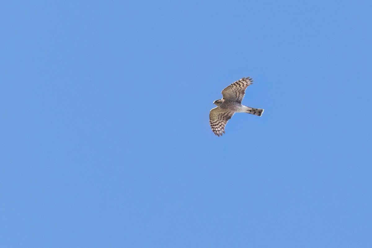 Sharp-shinned Hawk (Northern) - ML642864717
