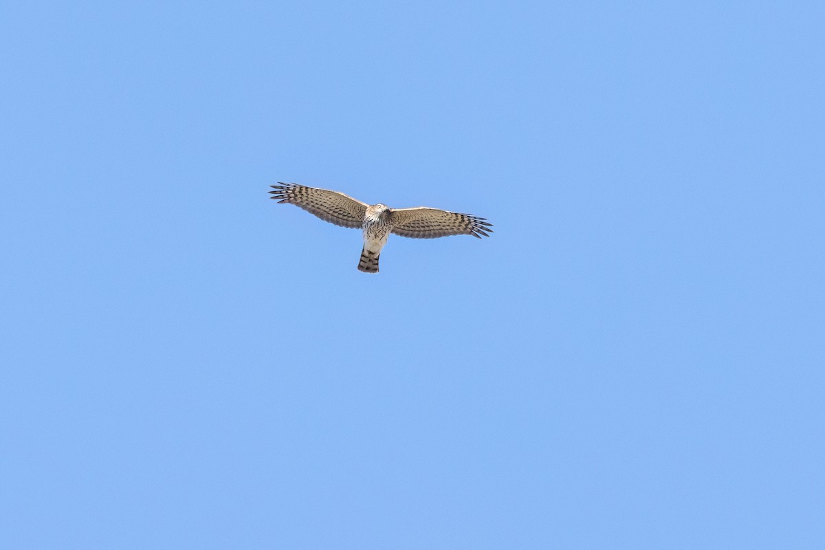 Sharp-shinned Hawk (Northern) - ML642864720