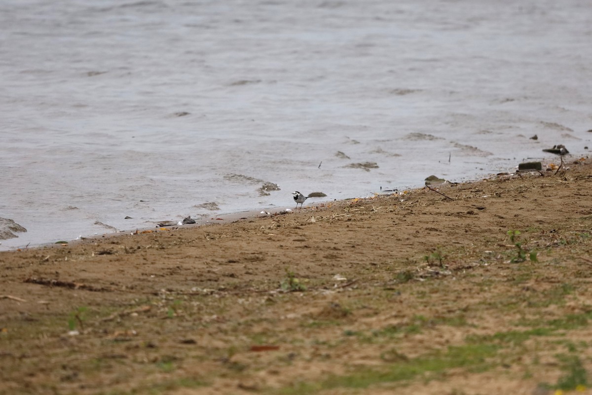 White Wagtail - ML642864725