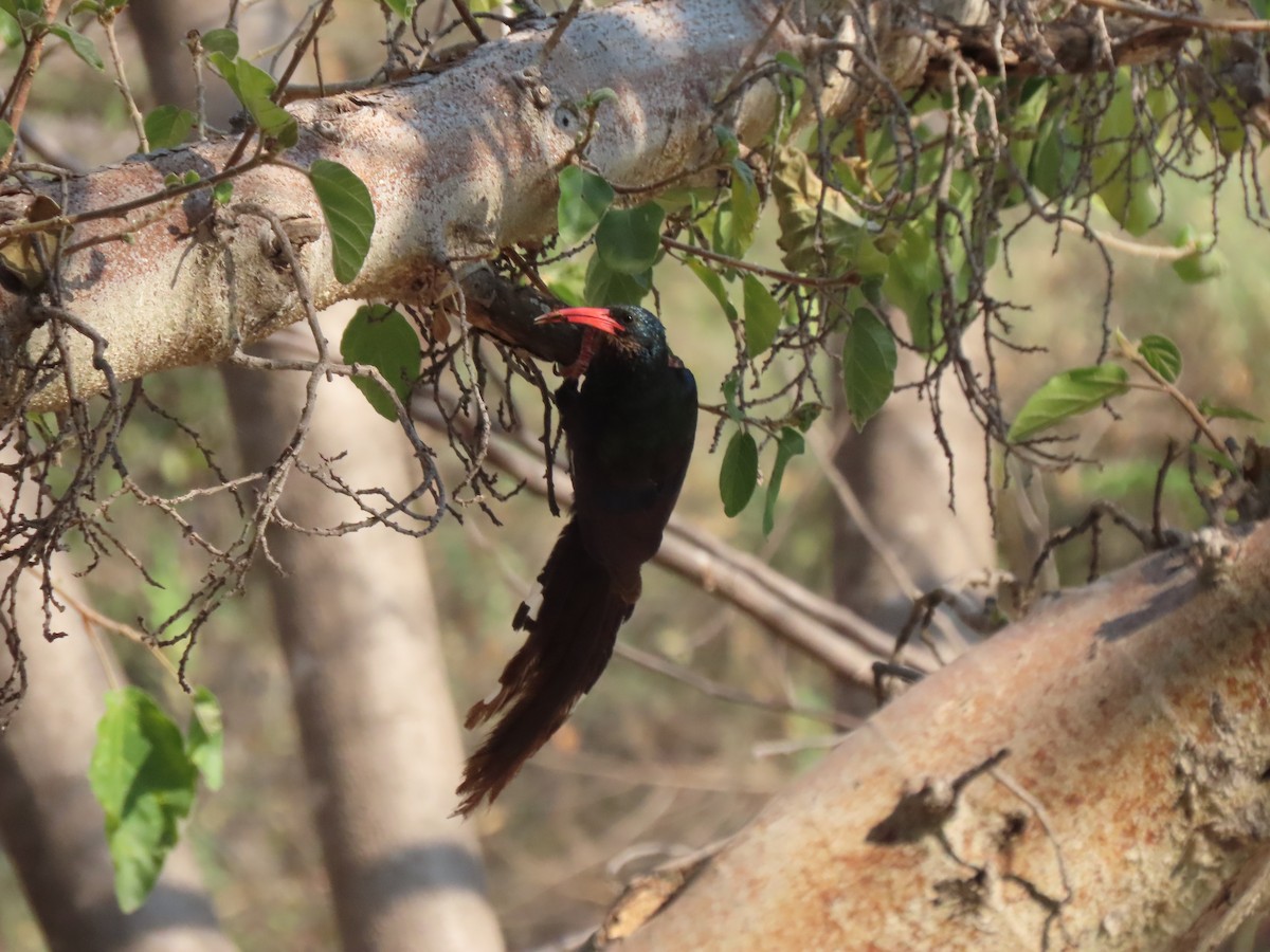 Green Woodhoopoe - ML642864730