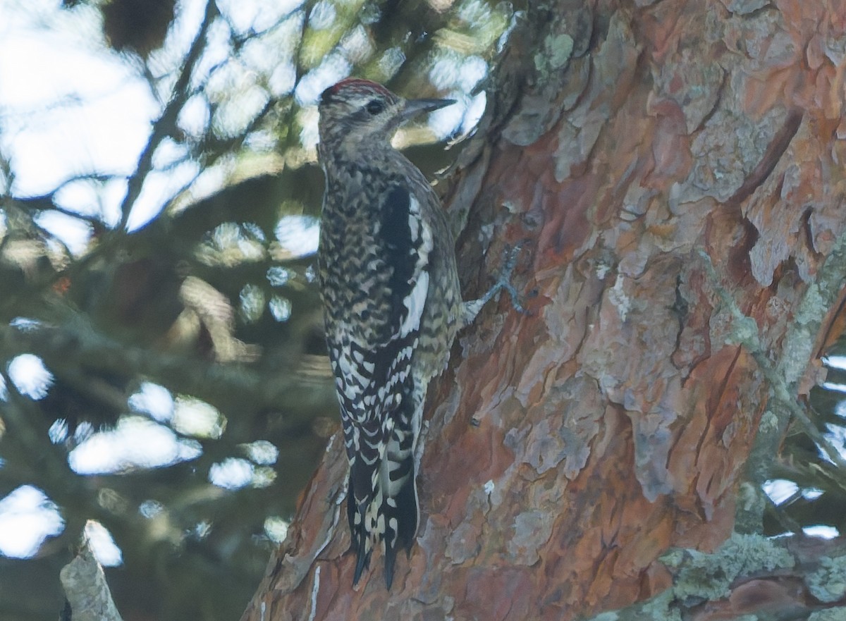 Yellow-bellied Sapsucker - ML642864739