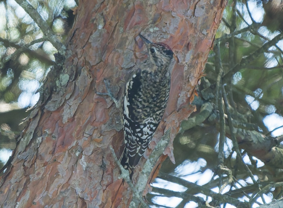 Yellow-bellied Sapsucker - ML642864740