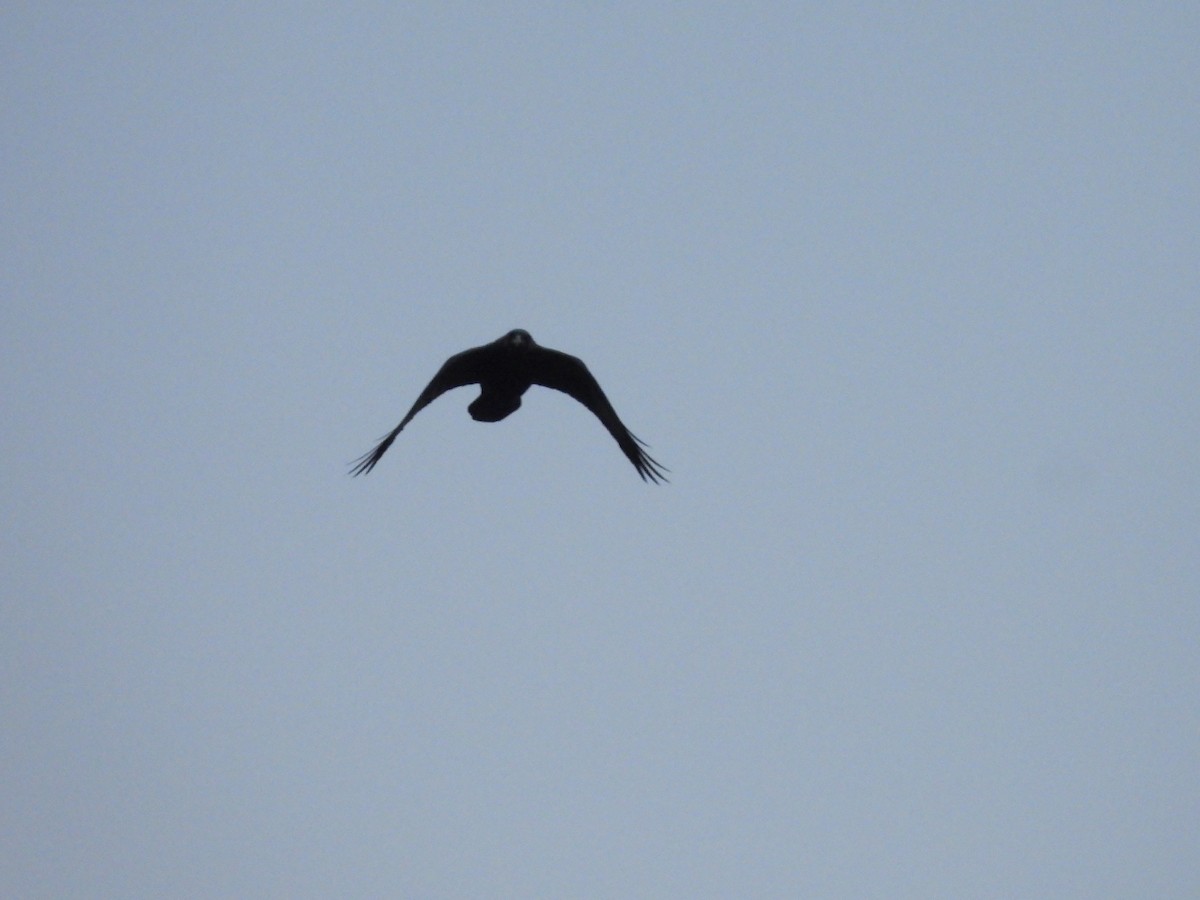 Common Raven - ML642864742