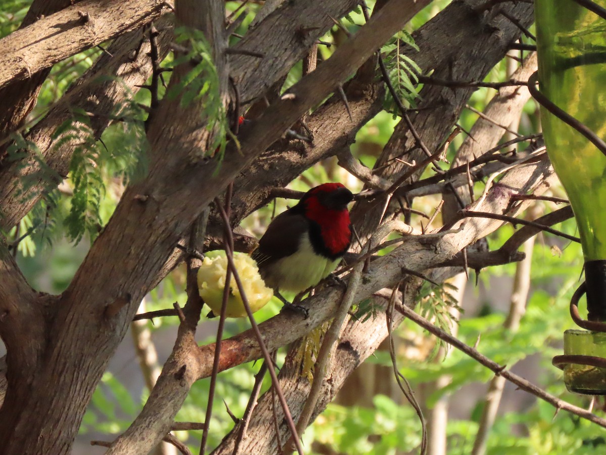 Black-collared Barbet - ML642864743