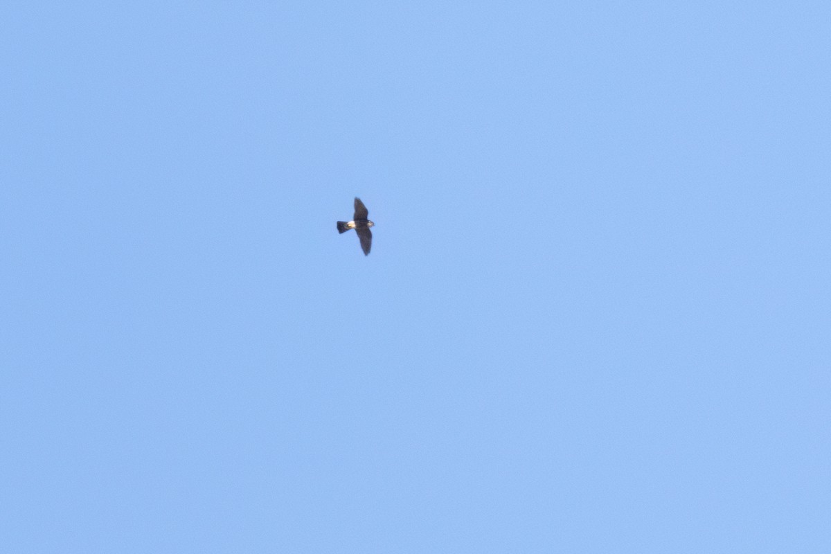 Merlin (Taiga) - ML642864748