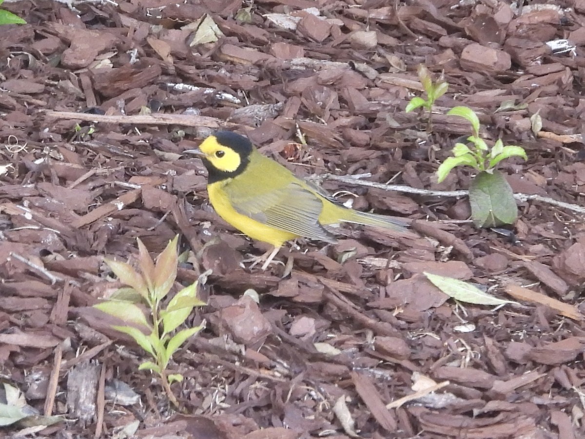 Hooded Warbler - ML642864749