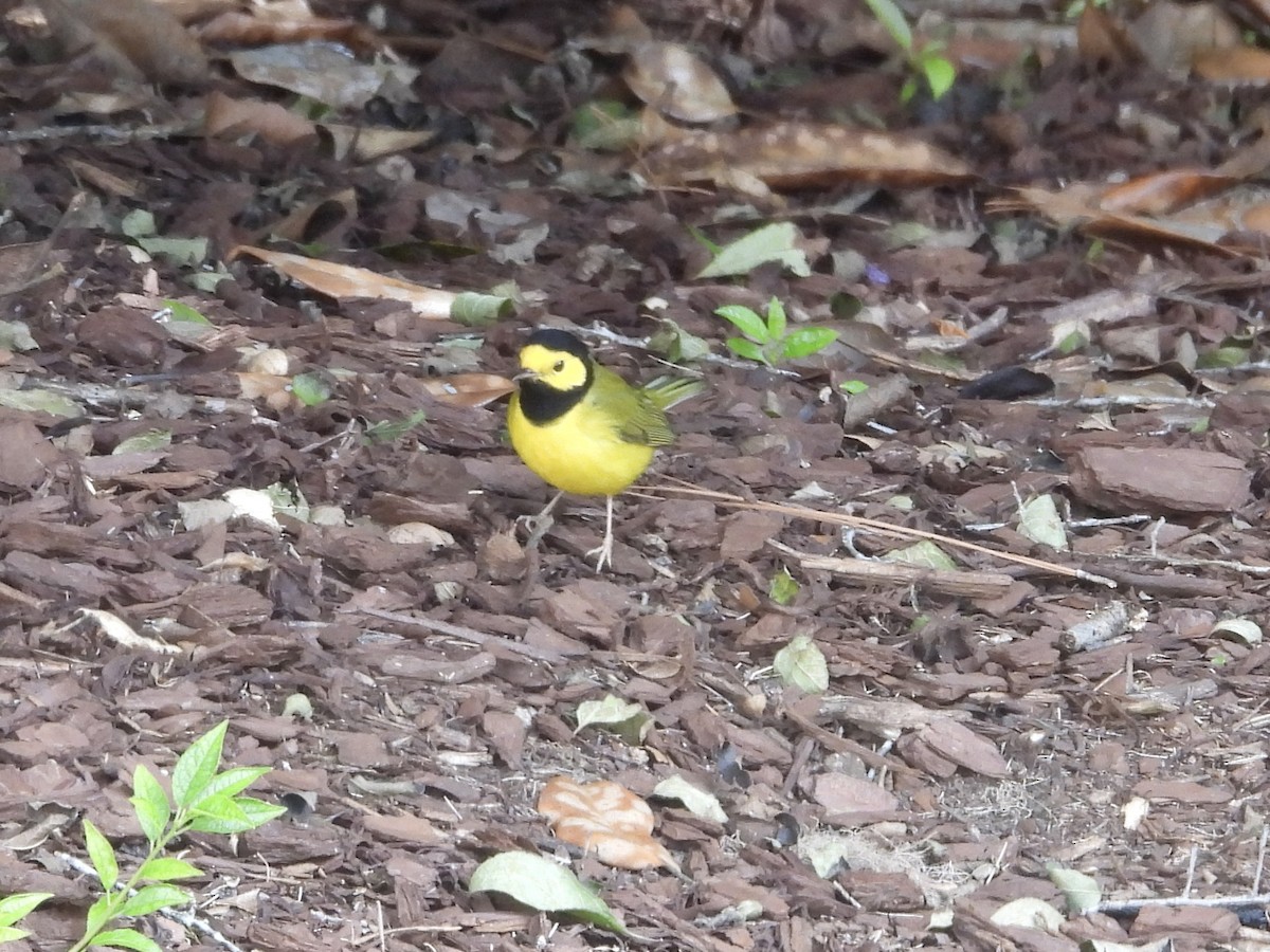 Hooded Warbler - ML642864752