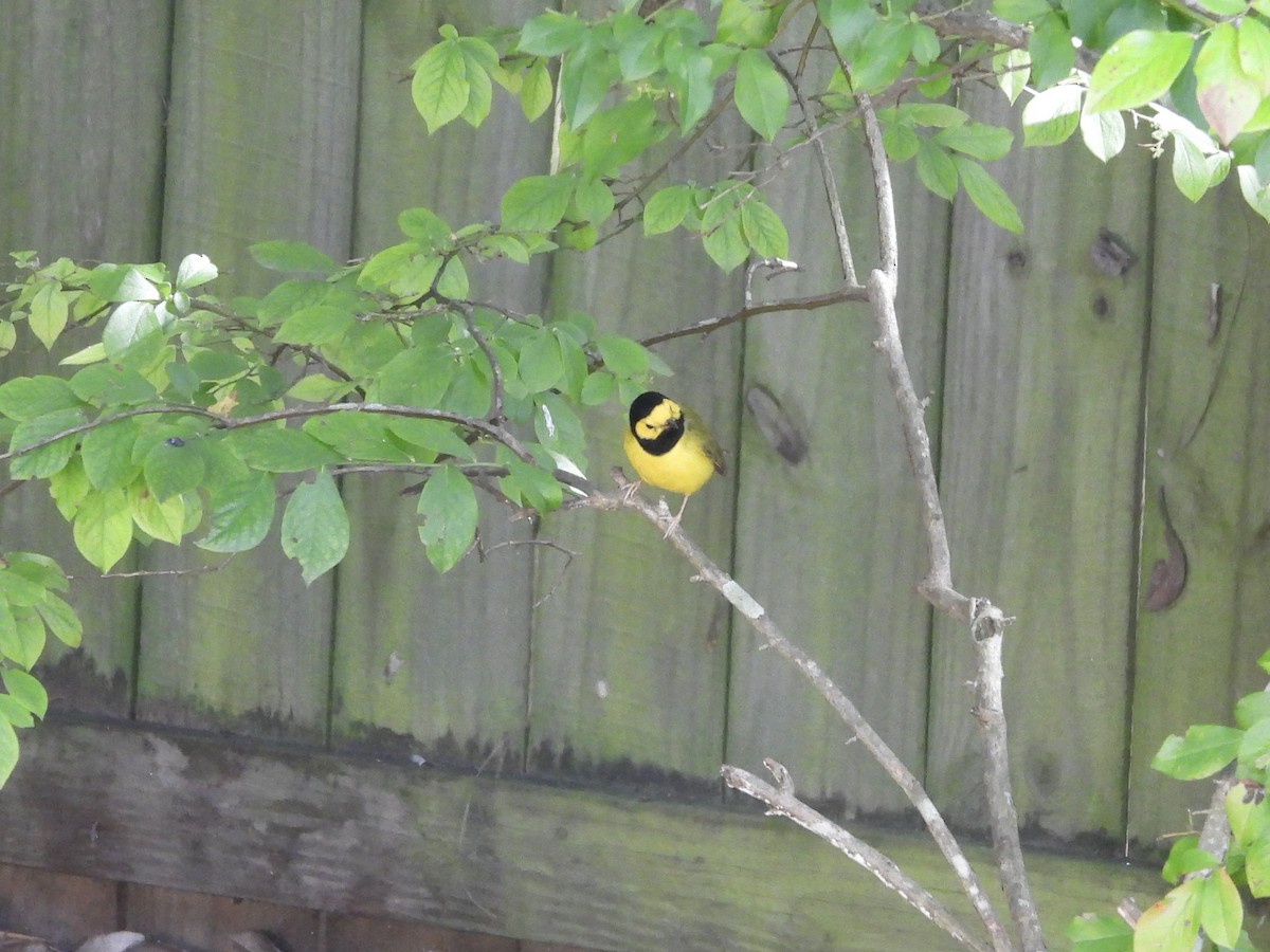 Hooded Warbler - ML642864759