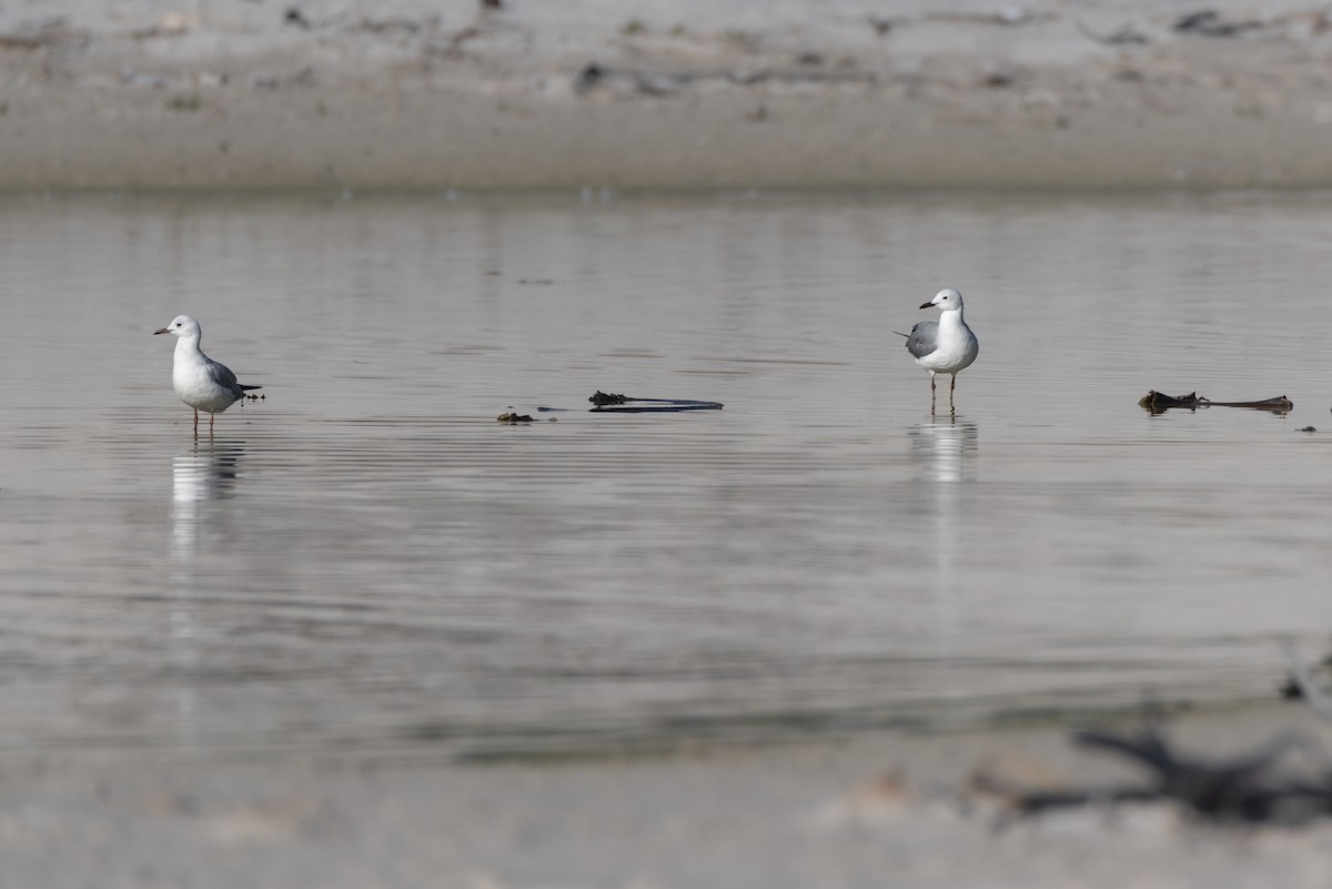Hartlaub's Gull - ML642864766