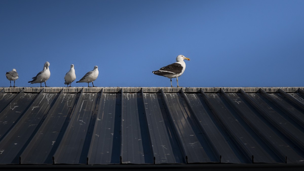 Hartlaub's Gull - ML642864767