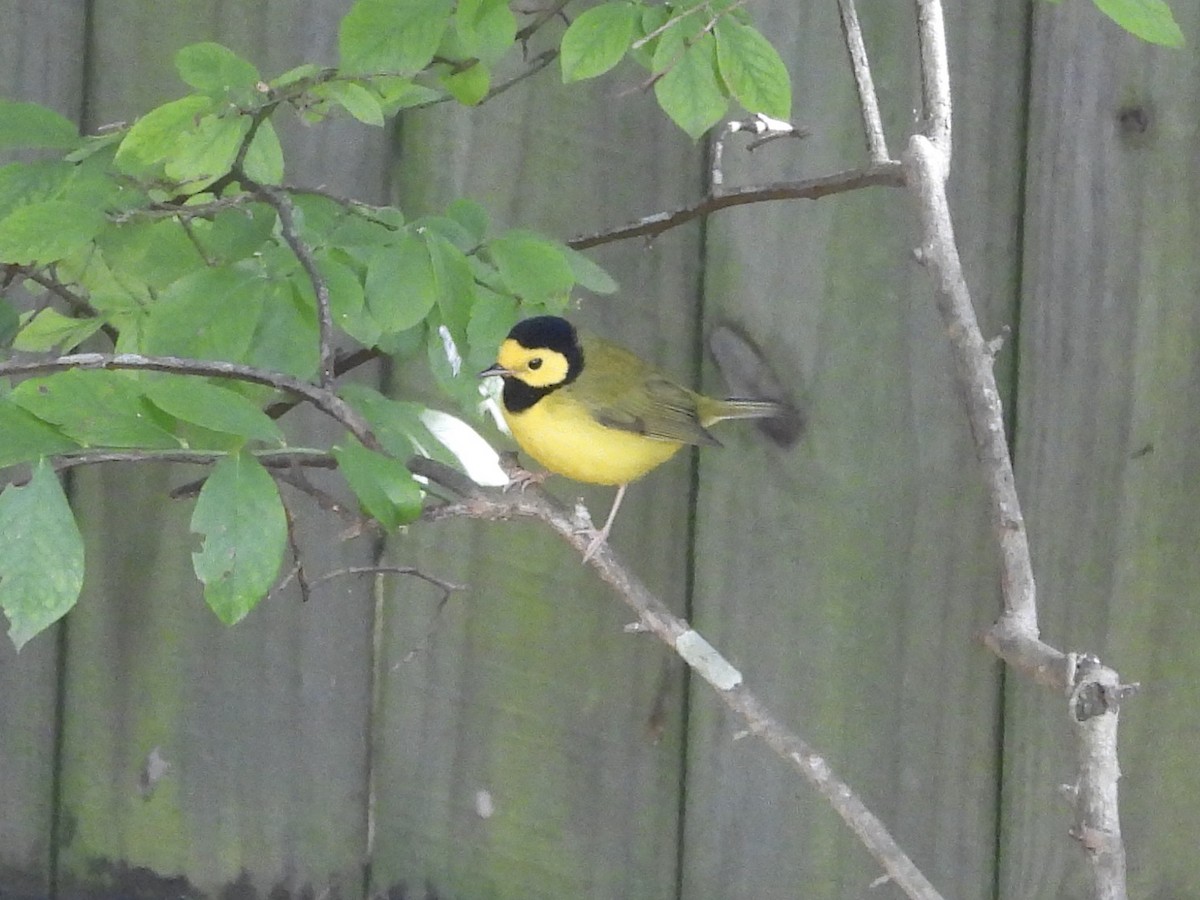 Hooded Warbler - ML642864768