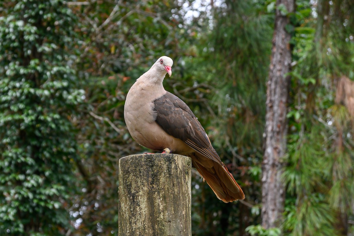 Pink Pigeon - ML642864776