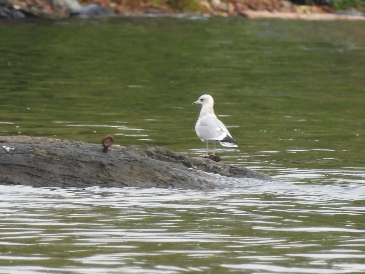 Short-billed Gull - ML642864781