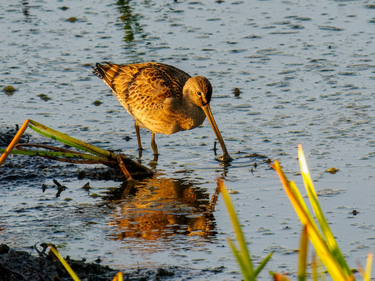 Wilson's Snipe - ML642864793