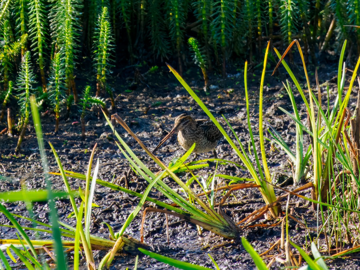 Wilson's Snipe - ML642864795