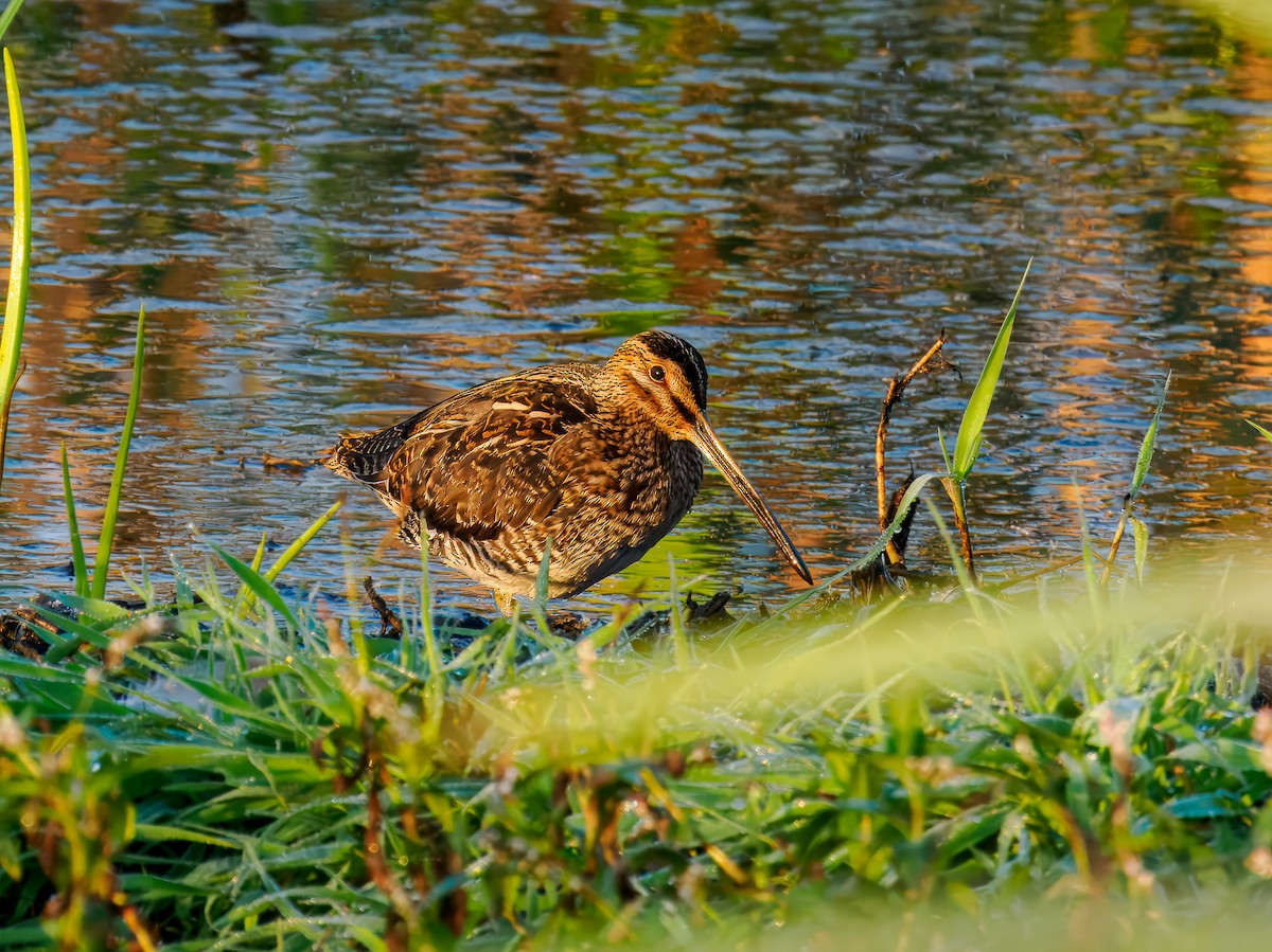 Wilson's Snipe - ML642864796