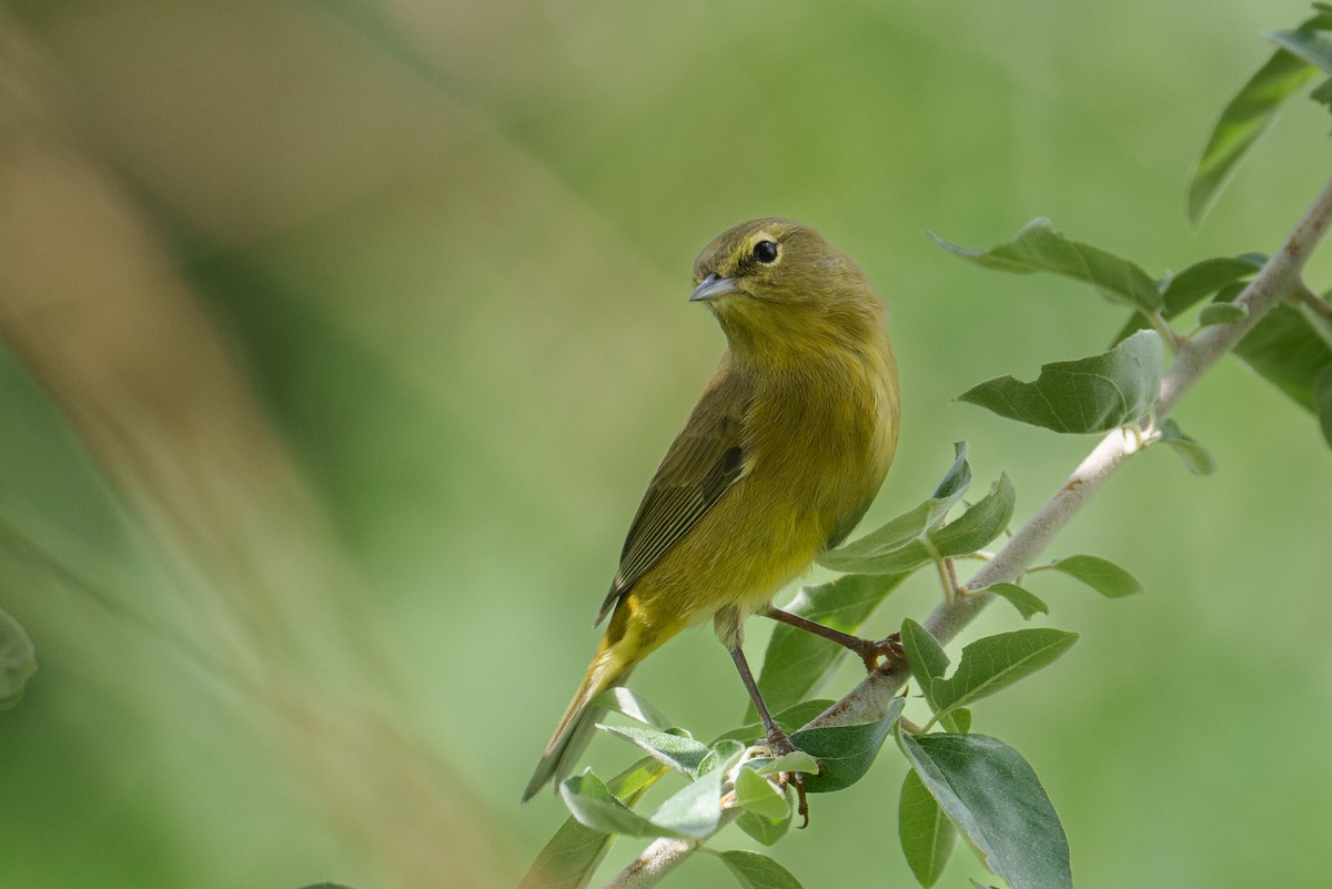 Orange-crowned Warbler - ML642864800