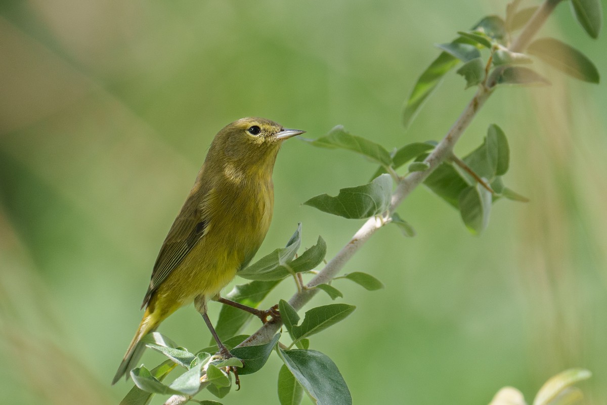 Orange-crowned Warbler - ML642864801