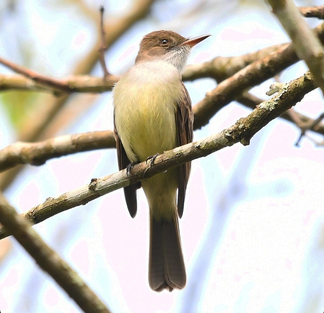 Swainson's Flycatcher - ML642864812