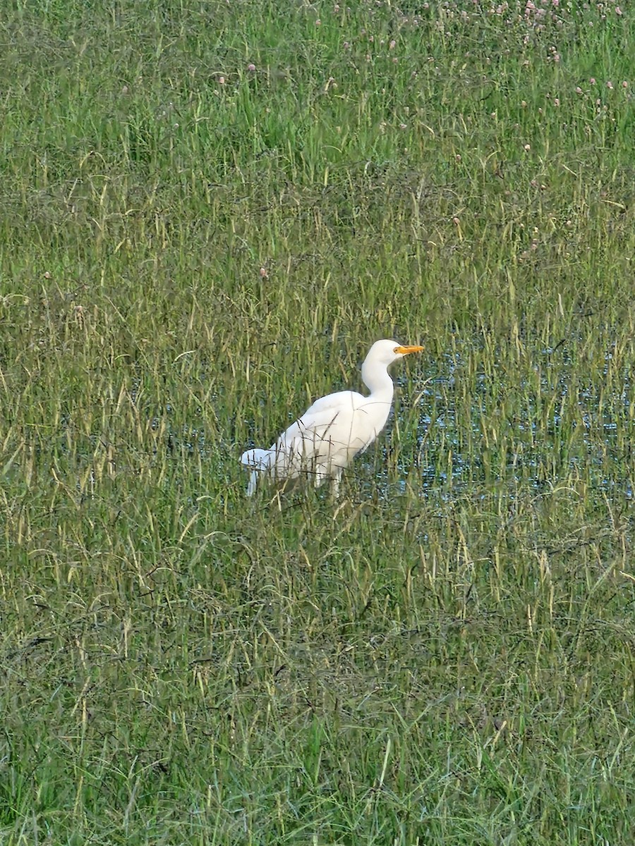 Western Cattle-Egret - ML642864813