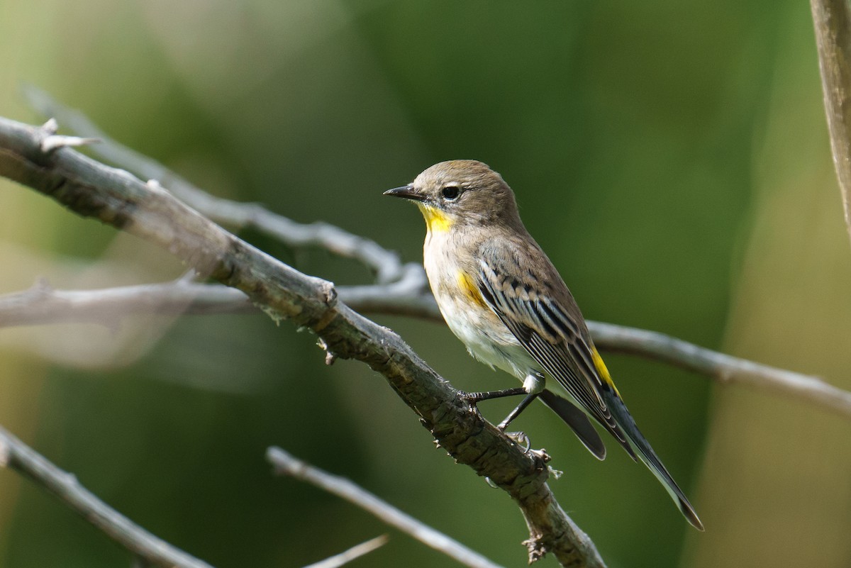 Yellow-rumped Warbler - ML642864814
