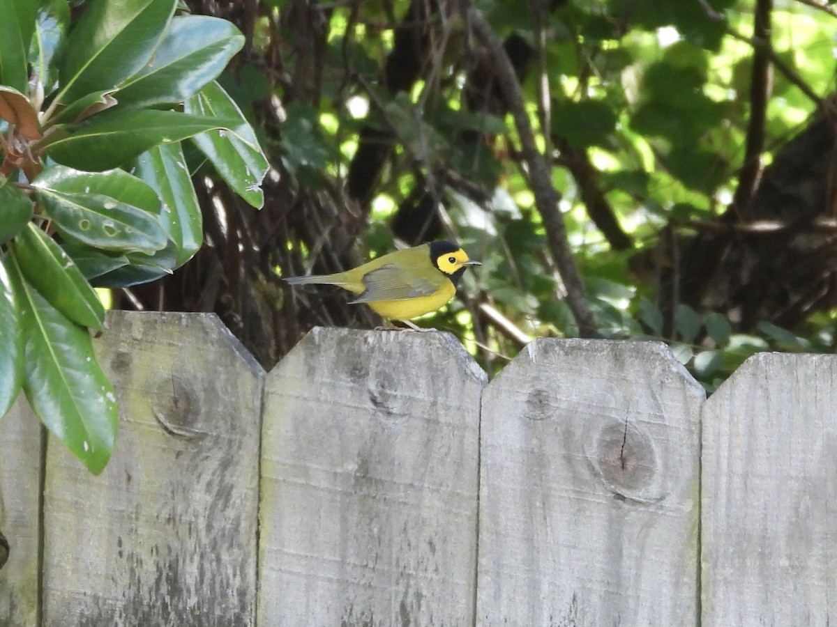 Hooded Warbler - ML642864830
