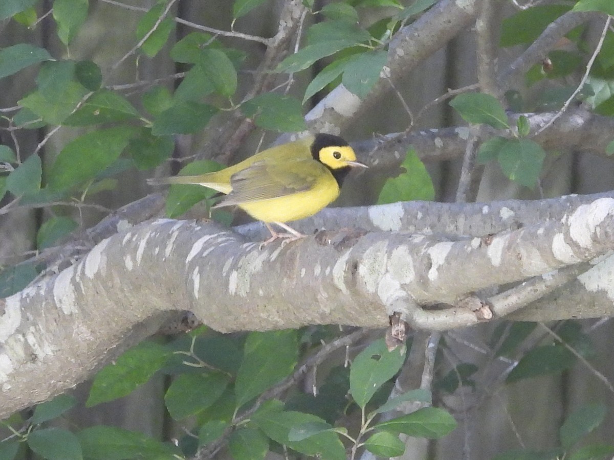 Hooded Warbler - ML642864831