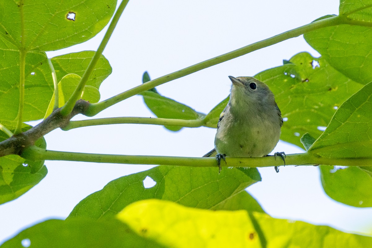 Chestnut-sided Warbler - ML642864834