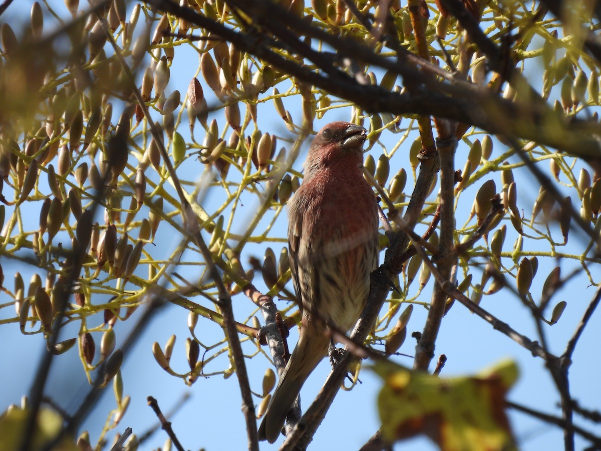 House Finch - ML642864836