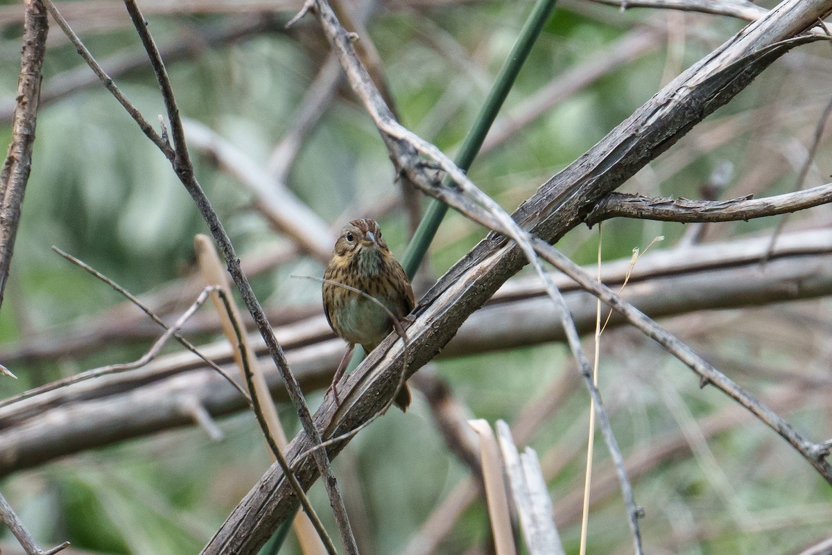 Lincoln's Sparrow - ML642864837