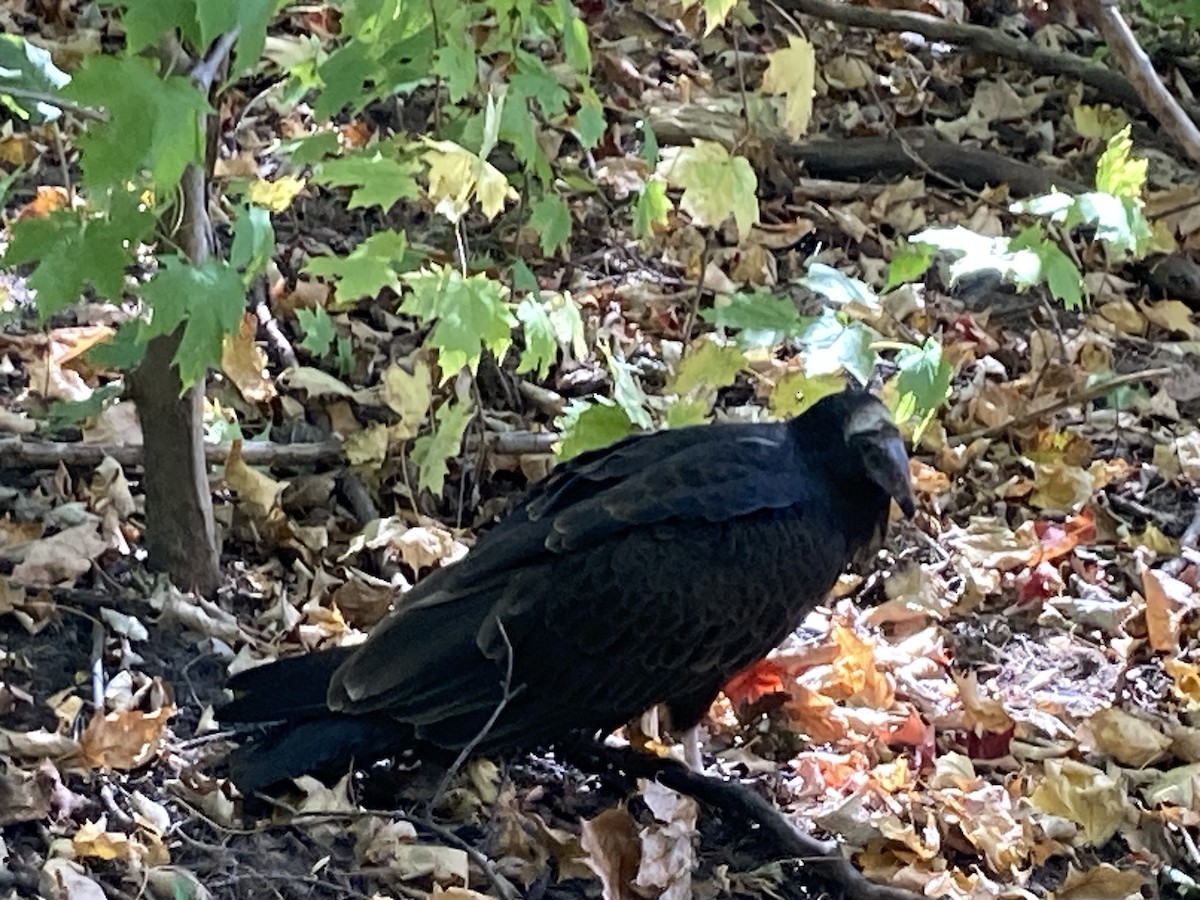 Turkey Vulture - ML642864840