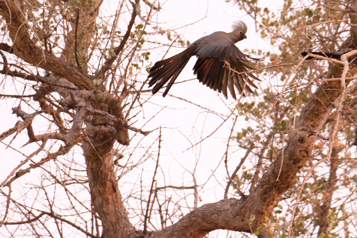 Gray Go-away-bird - ML642864861