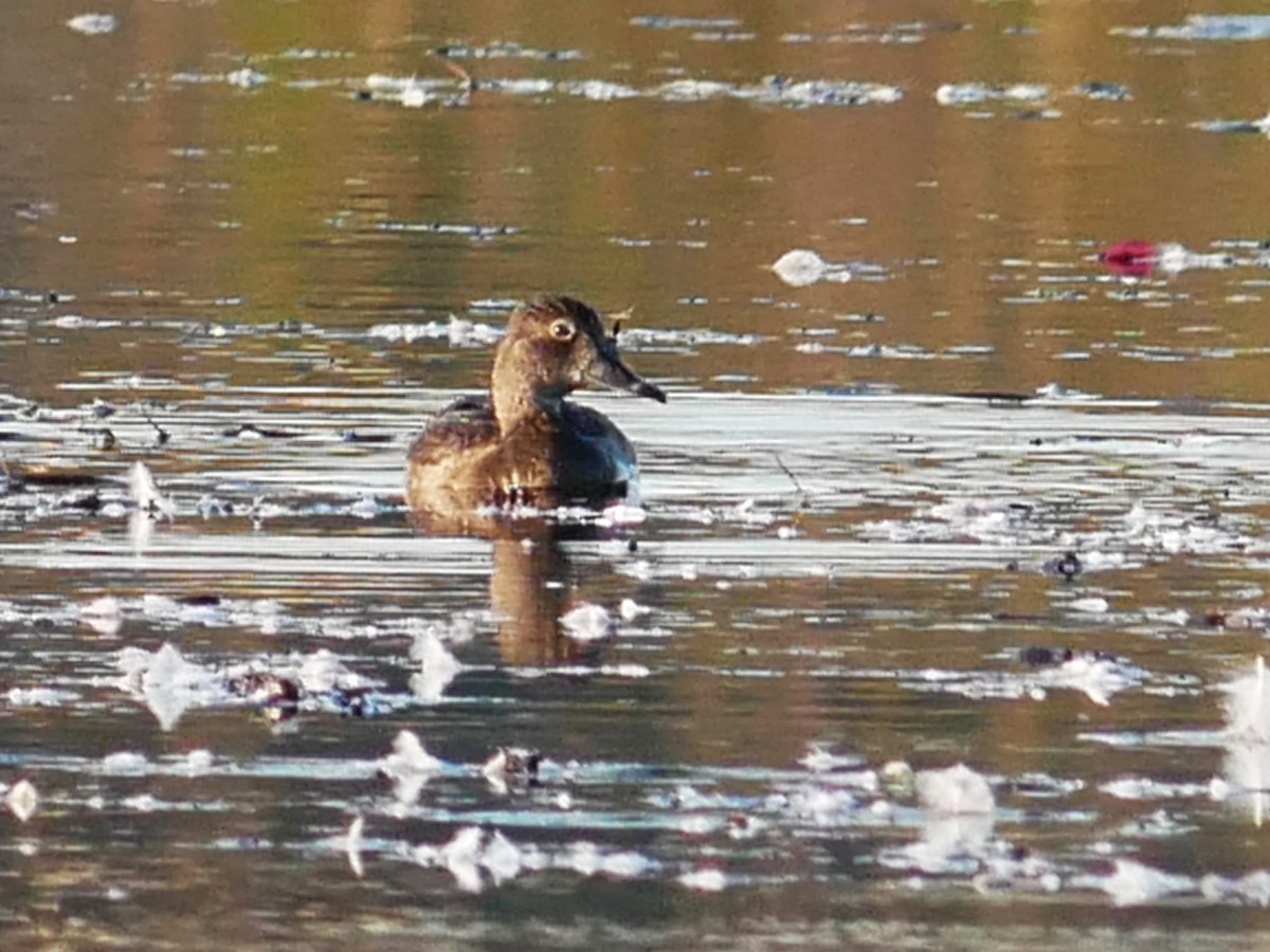 Ring-necked Duck - ML642864868